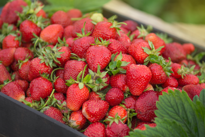 Strawberry Farm Box in the Garden. Boxes of Strawberries