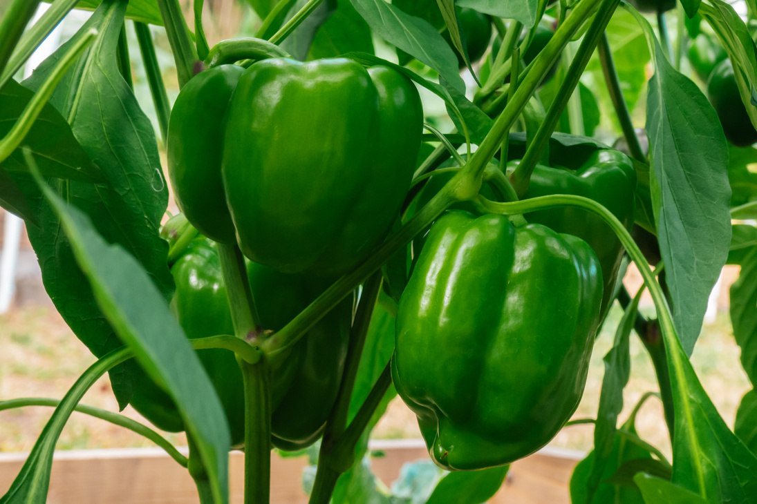 Green pepper in the garden.Bell pepper harvest. ripe pepper bush in a summer garden